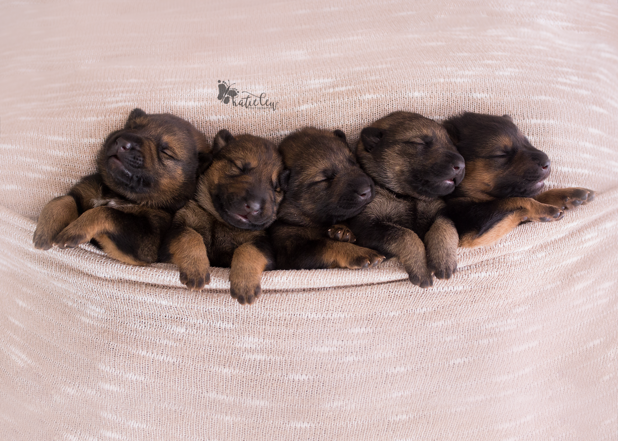 Golden shepherd puppies discount